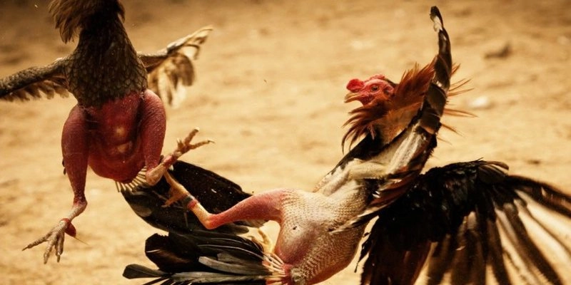 Kèo cược chọn cần chuẩn