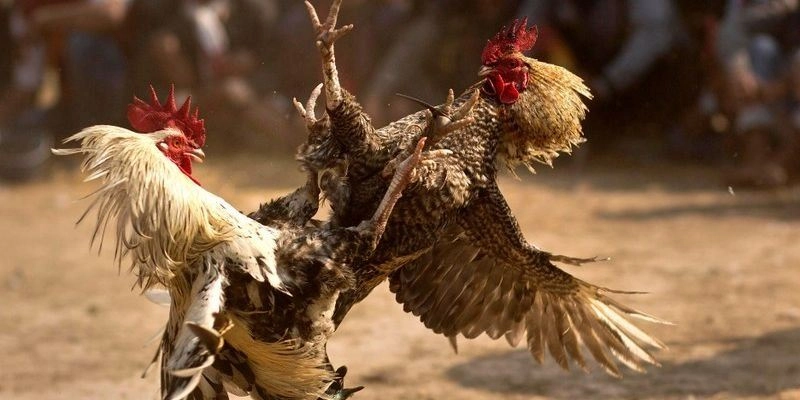 Mẹo theo dõi trực tiếp trận đấu đá gà trên hệ thống EE88