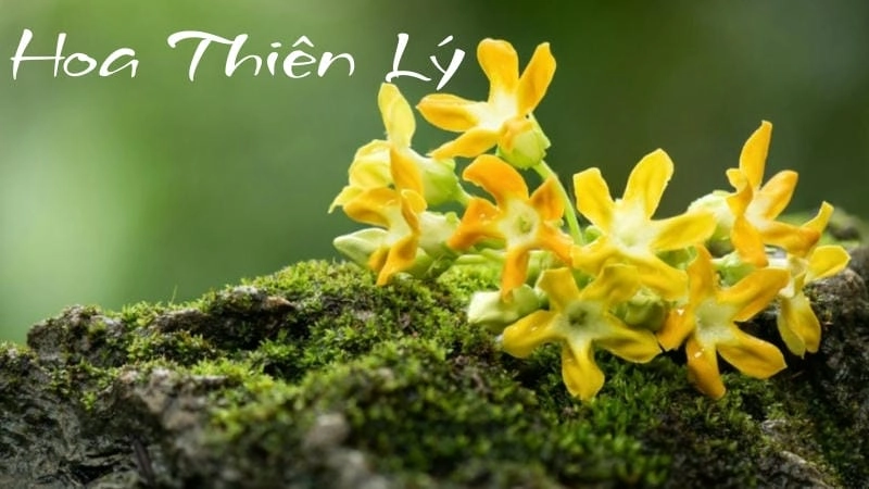 Nét dân dã và ý nghĩa đặc biệt của hoa thiên lý