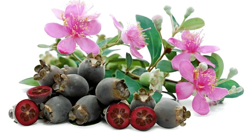 Vẻ đẹp dịu dàng và nguồn gốc của hoa sim