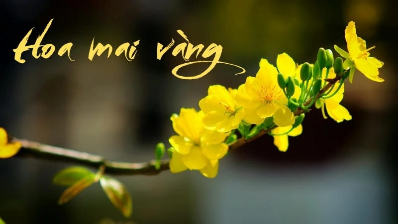 Vẻ đẹp kiêu sa của hoa mai vàng qua từng cánh hoa