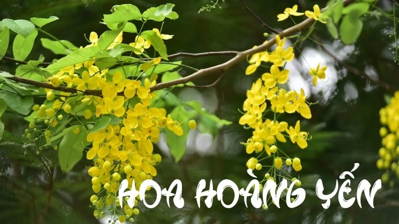 Vẻ đẹp nổi bật và ý nghĩa may mắn của hoa hoàng yến