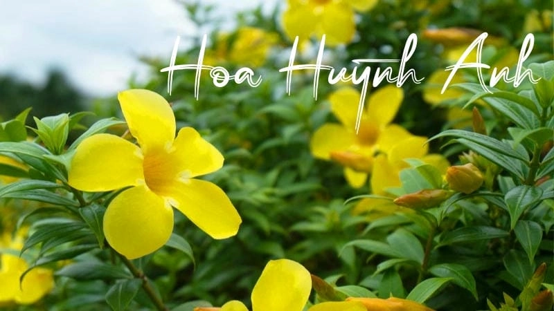 Vẻ đẹp và ý nghĩa của hoa huỳnh anh