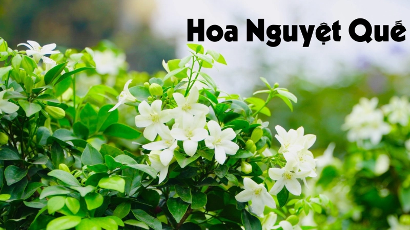 Ý nghĩa sâu sắc và đặc điểm nổi bật của hoa nguyệt quế