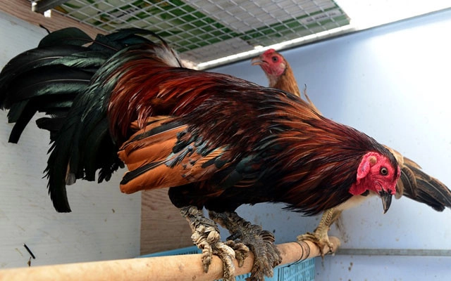 Phòng Thủ Hiệu Quả Trước Đòn Đánh Mạnh Của Gà Vảy Rồng