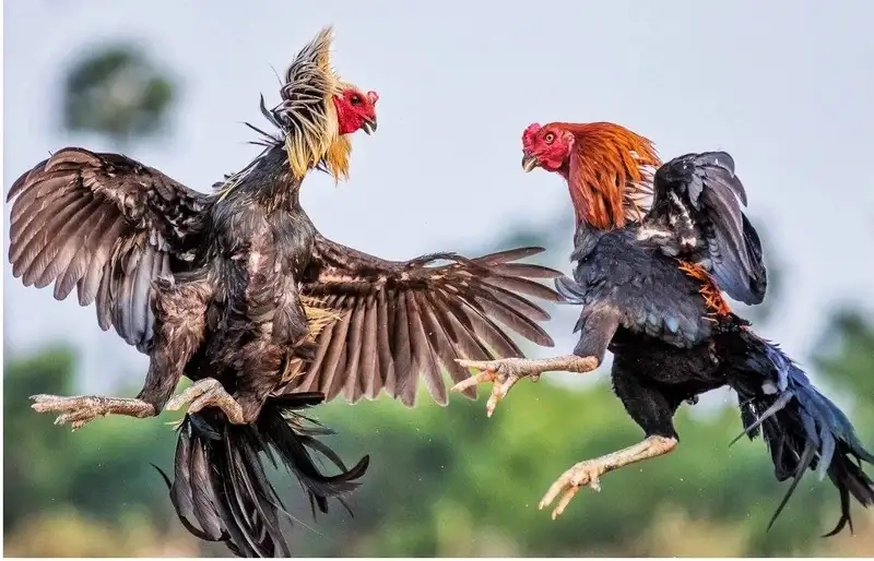 Cập nhật các giải đấu đá gà lớn nhất tại 33win