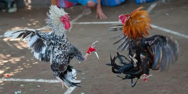 Làm sao để nhận thưởng lớn khi tham gia đá gà tại 33win?