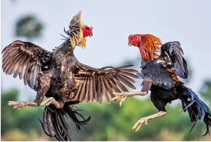 Cách chọn chiến kê Rik88 giúp bạn thắng đậm ngay ván đầu