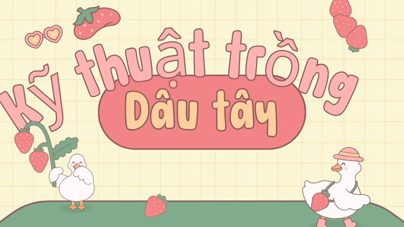 Kỹ thuật trồng dâu tây đúng chuẩn cho người mới bắt đầu