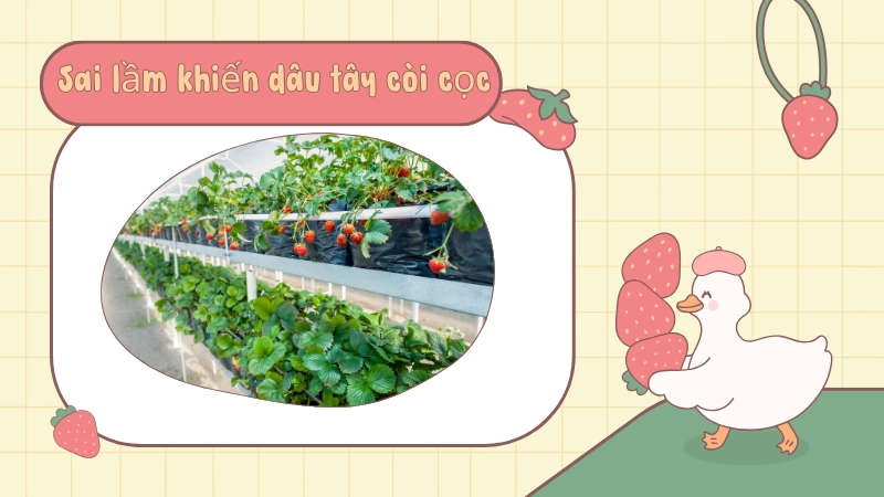 Sai lầm khiến dâu tây còi cọc mà người trồng hay mắc