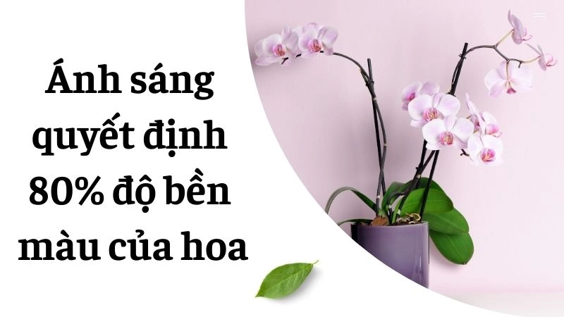 Chế độ nước + độ ẩm – Bí quyết chống phai màu cánh