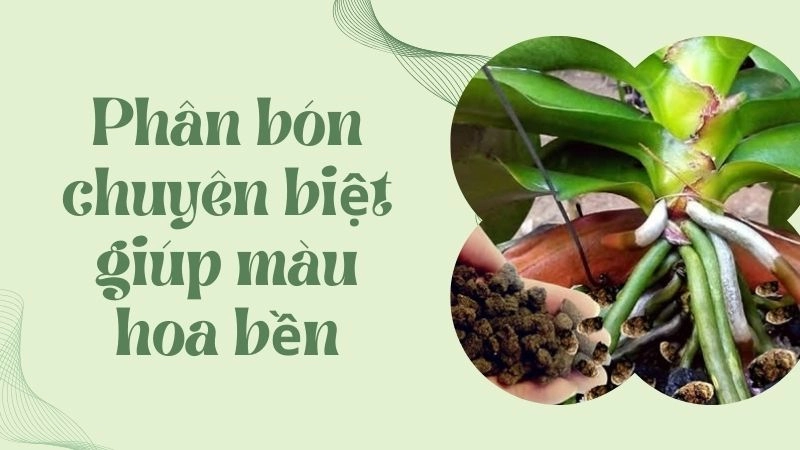 Phân bón chuyên biệt giúp màu hoa bền đẹp gấp đôi 