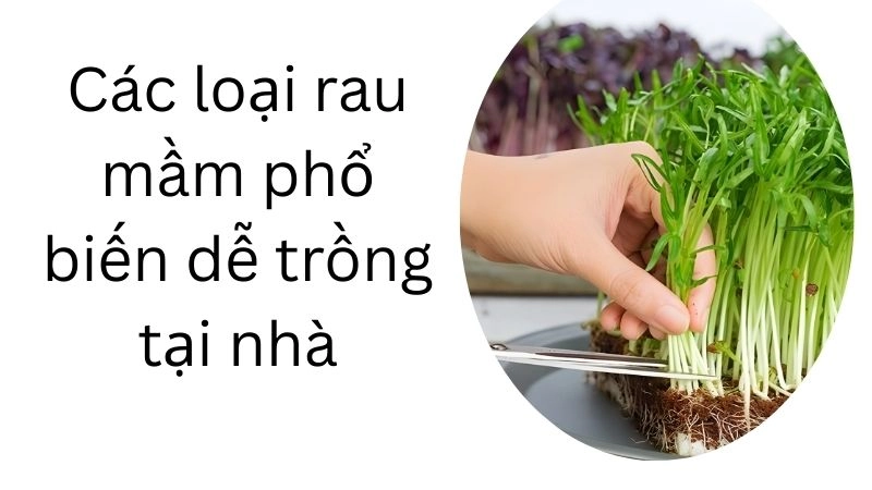Các loại rau mầm phổ biến dễ trồng tại nhà