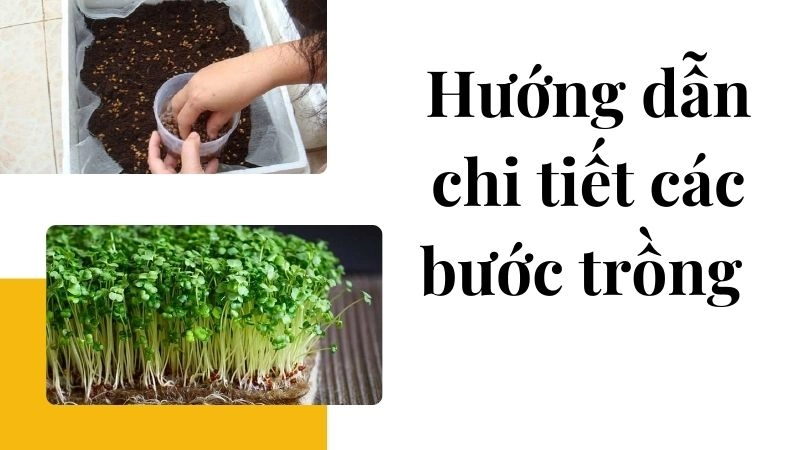 Hướng dẫn chi tiết các bước trồng rau mầm sạch