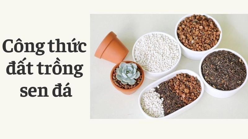 Công thức đất trồng “thần thánh” giúp rễ khỏe, lá căng 