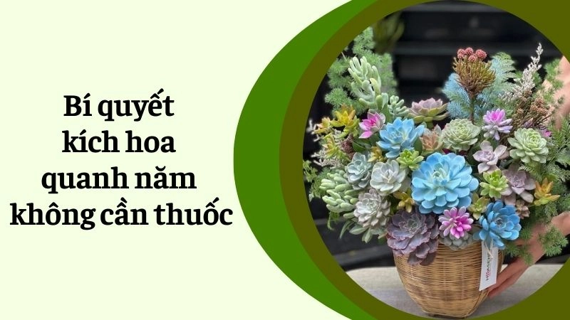Bí quyết kích hoa quanh năm không cần thuốc