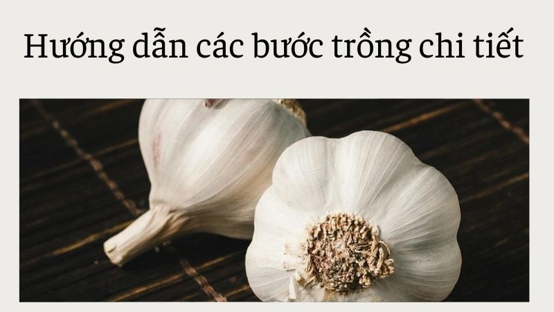 Hướng dẫn các bước trồng chi tiết 