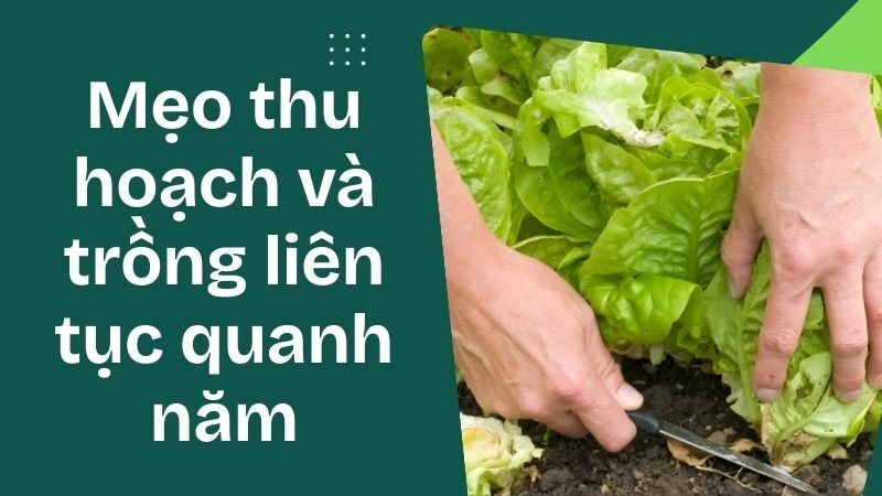 Mẹo thu hoạch và trồng liên tục quanh năm