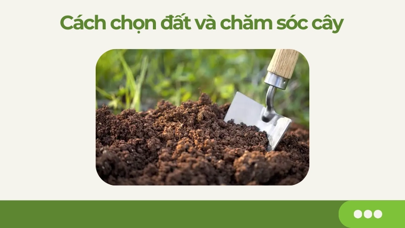 Đất trồng dưa tơi xốp giàu dinh dưỡng giúp cây phát triển