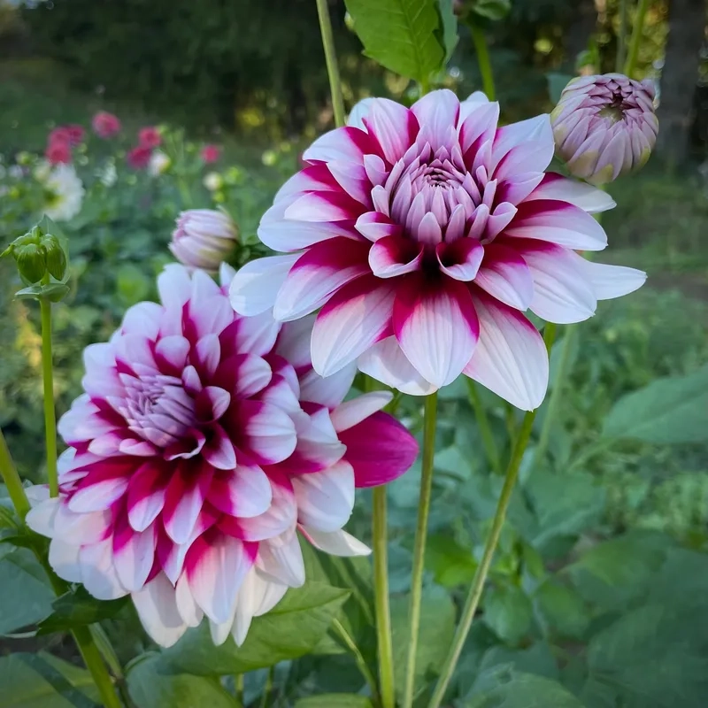 Vẻ đẹp hoa thược dược ngoại nhập