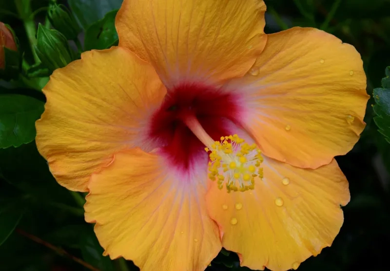 Hoa dâm bụt cảnh khoe sắc rực rỡ