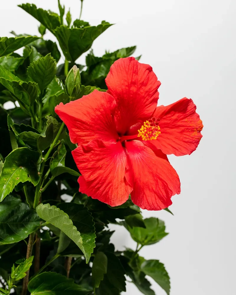 Các loại hoa dâm bụt ngoại nhập lạ