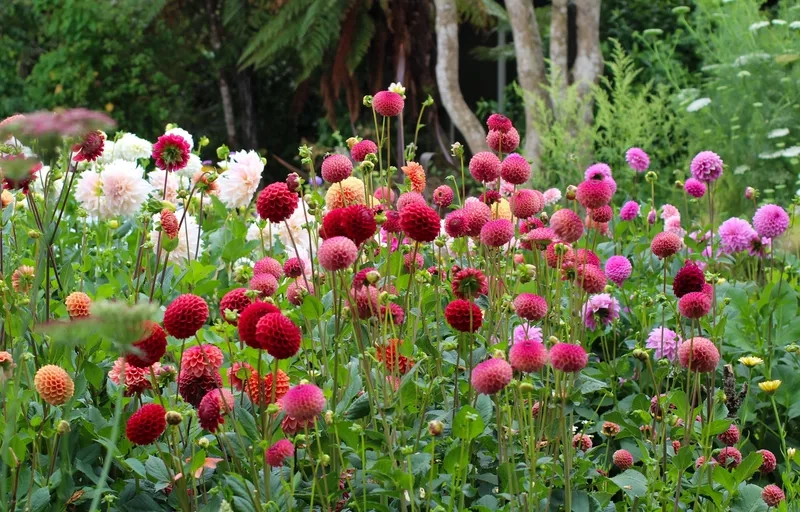 Các giống cây hoa thược dược lùn