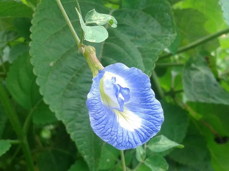 Hướng dẫn cách trồng cây đậu biếc tốt