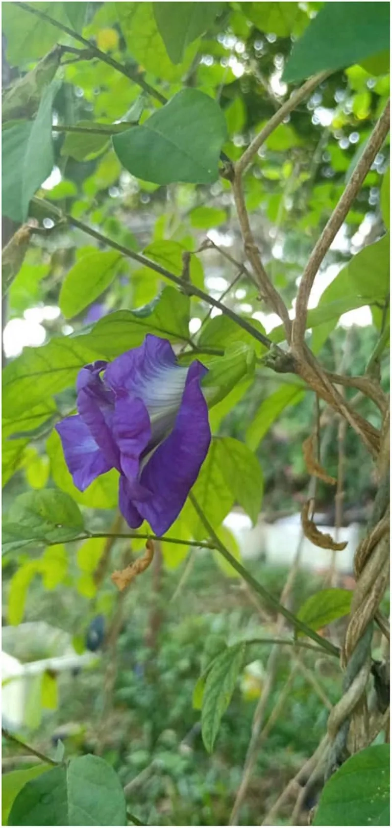 Bí quyết cách trồng hoa đậu biếc đẹp