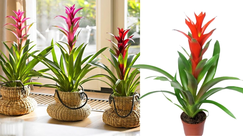 Chăm sóc dứa cảnh để lên màu đẹp