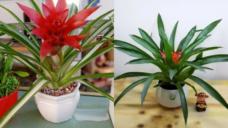 Nguyên nhân khiến dứa cảnh chậm phát triển