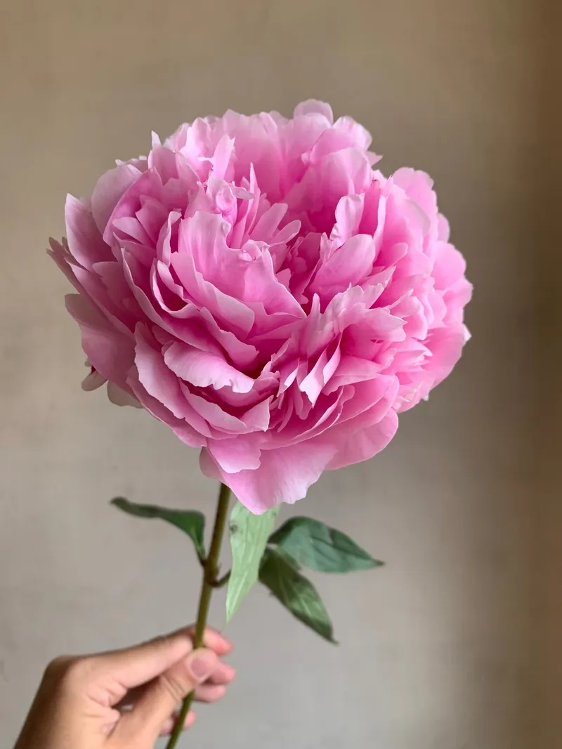 Hoa mẫu đơn cách trồng đơn giản