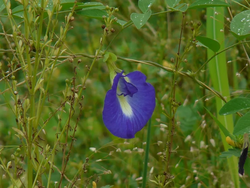 Nắm vững kỹ thuật trồng hoa đậu biếc