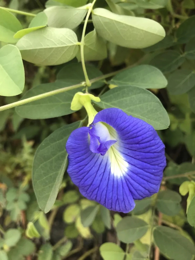 Học cách chăm cây đậu biếc sai hoa