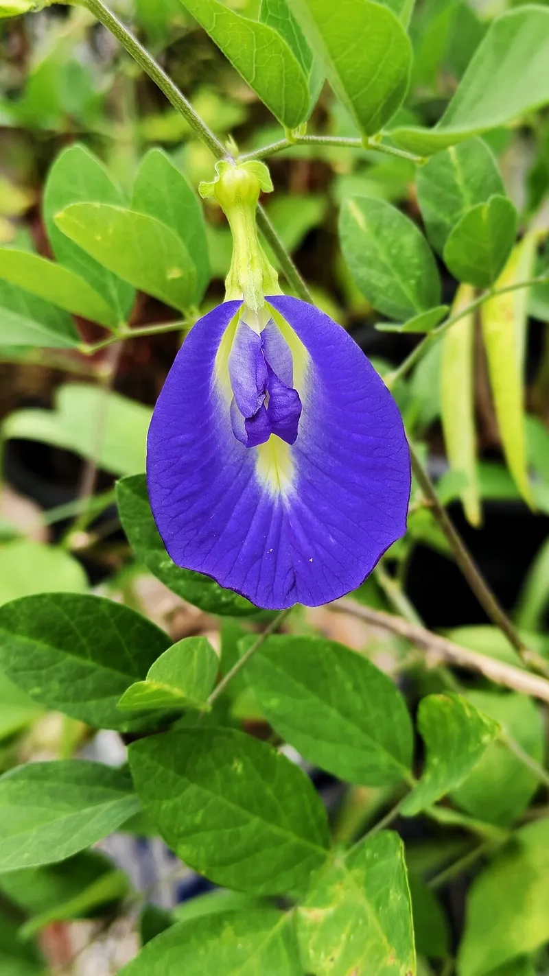 Mẹo về cách trồng hạt hoa đậu biếc đẹp