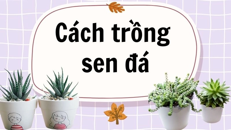 Chọn giá thể thoát nước nhanh cho rễ khỏe
