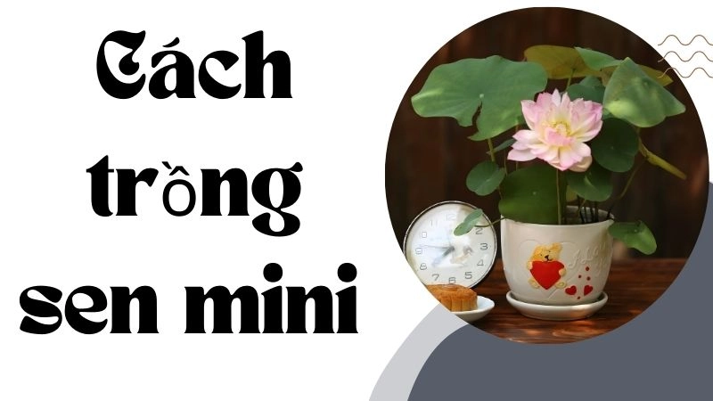 Lợi ích hấp dẫn khi trồng sen mini tại gia đình 