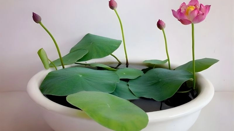 Các bước trồng sen mini dễ dàng thực hiện tại nhà