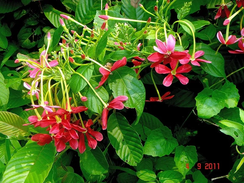 Chọn cây giống hoa sử quân tử khỏe