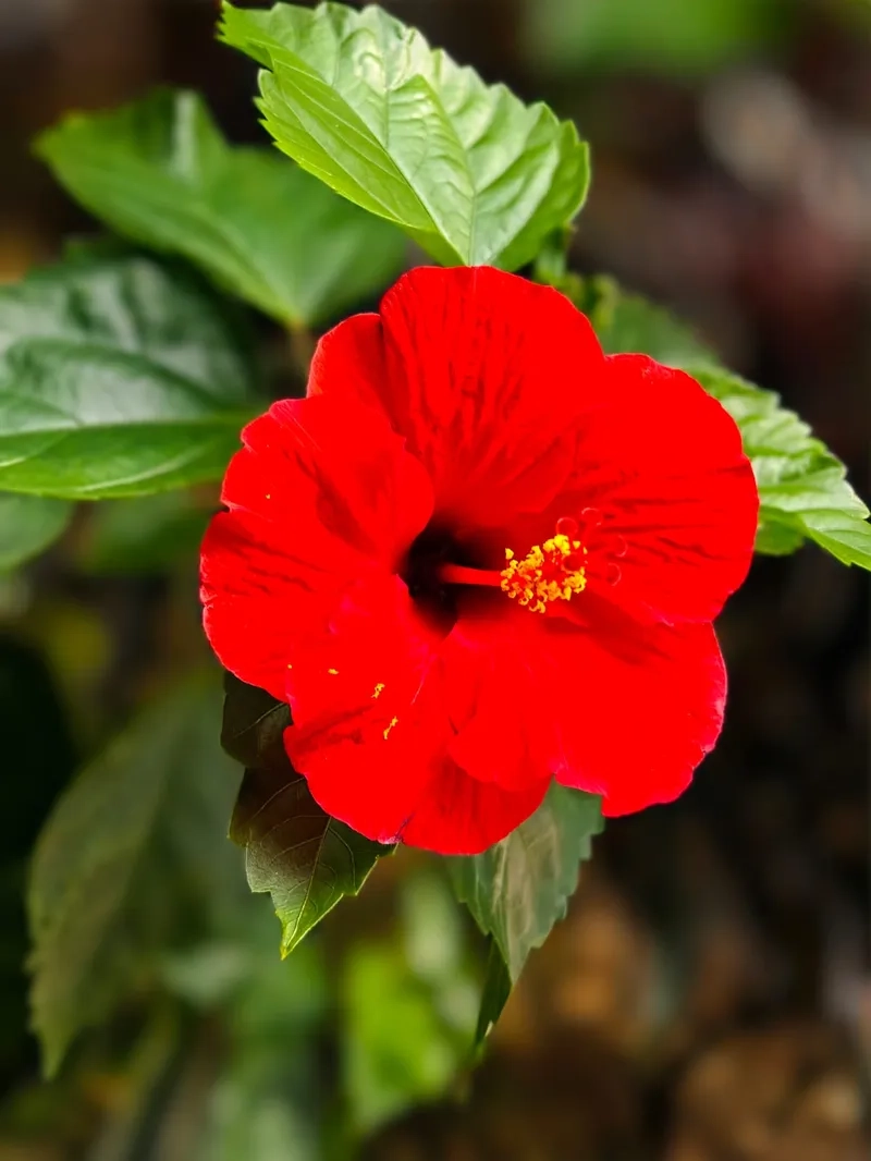 Cây râm bụt cảnh lá xanh đậm đà