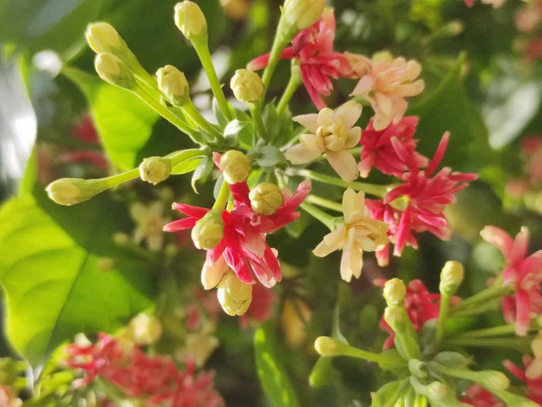 Cách làm giàn leo sử quân tử chắc