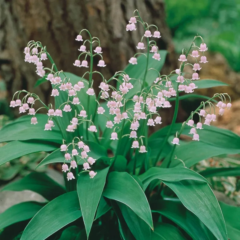 Tặng bó hoa linh lan cho người bạn yêu 