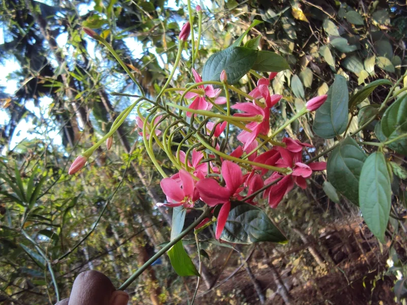 Báo giá cây hoa sử quân tử năm 2026