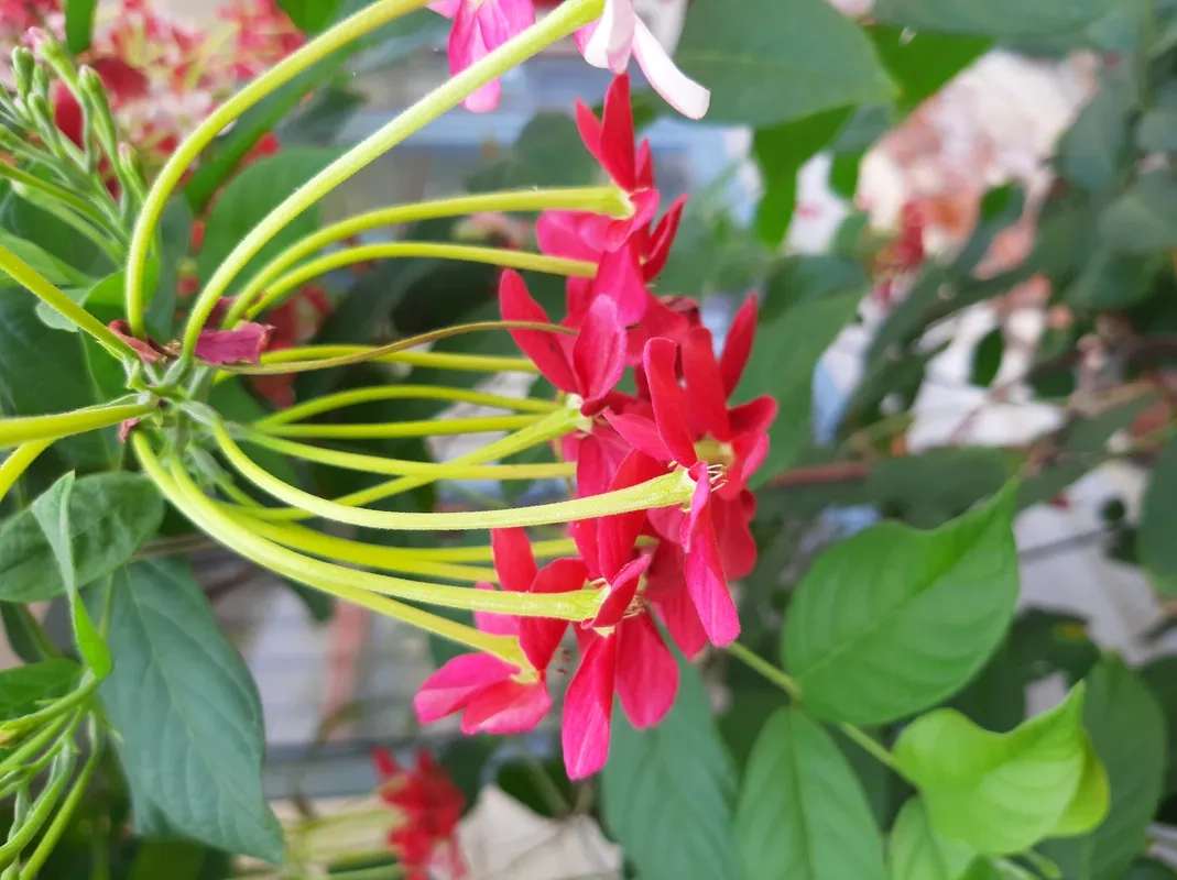 Chọn giống cây sử quân tử nhanh lớn