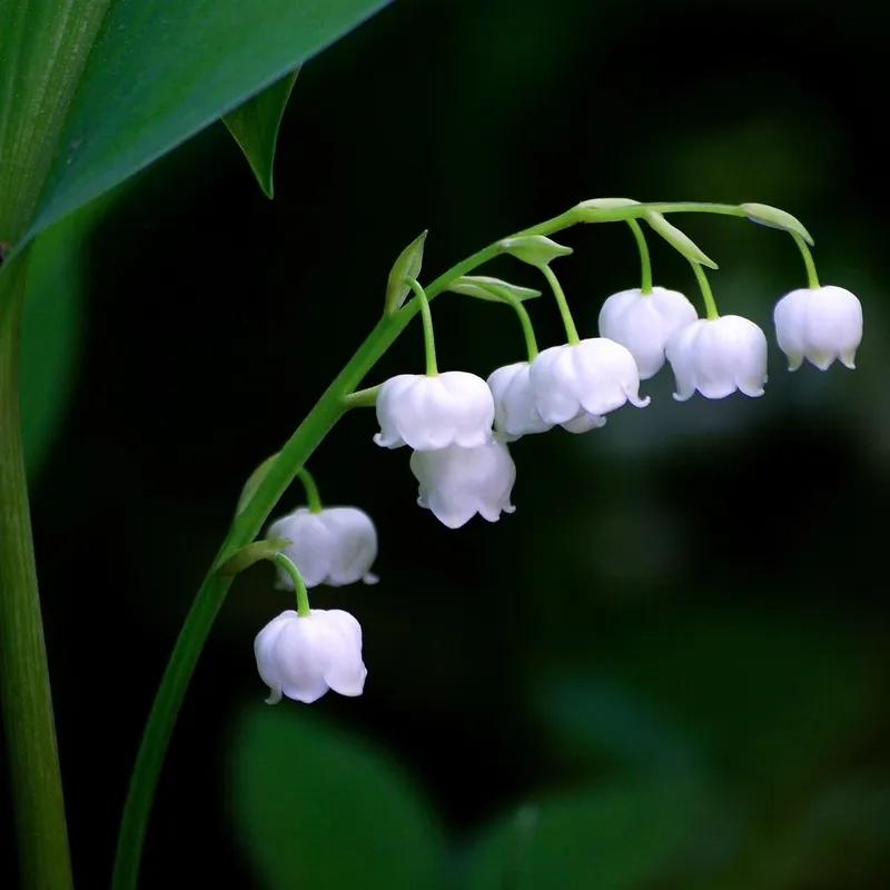 Một hoa linh lan bao nhiêu tiền vậy
