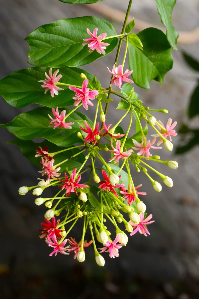 Sắc màu hoa dây leo sử quân tử đẹp