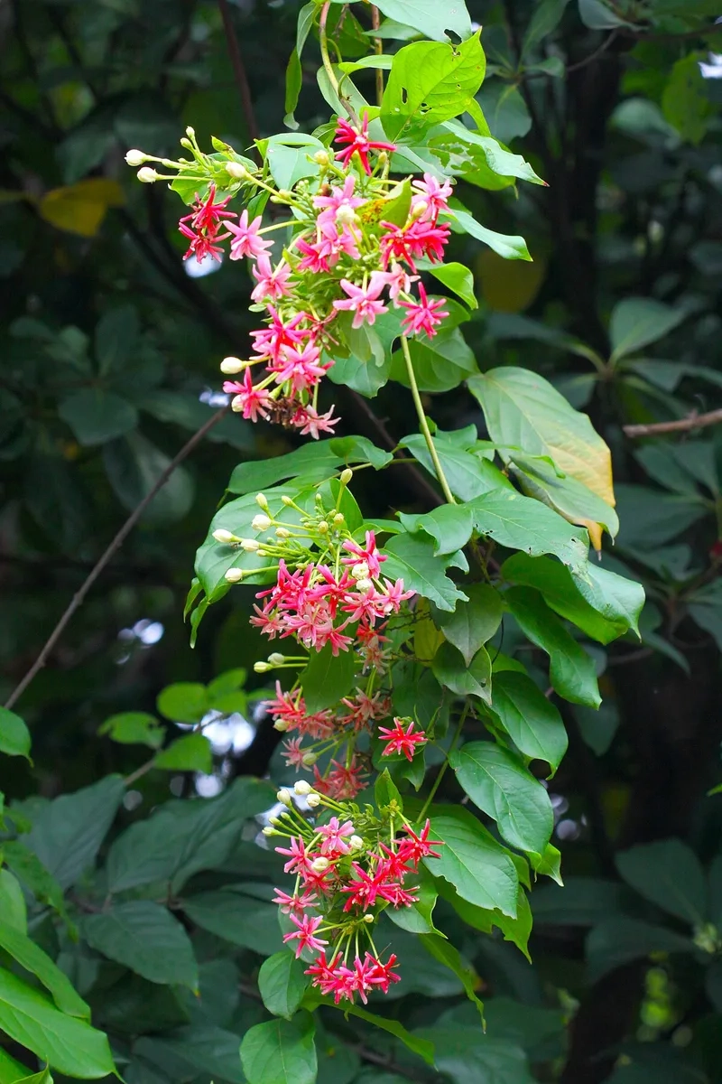 Mẫu hoa leo giàn sử quân tử thơm