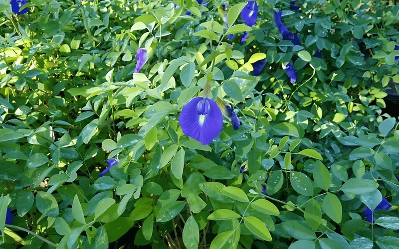 Những cách trồng đậu biếc đơn giản nhất