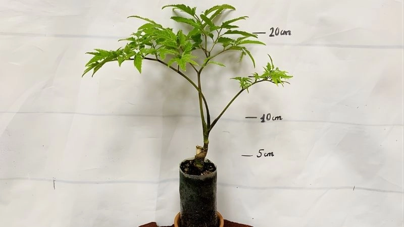 Ý nghĩa số lượng gốc đinh lăng trong phong thủy