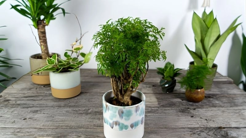 Những điều kiêng kỵ cần tránh khi trồng đinh lăng